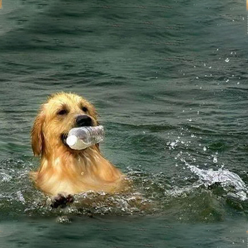 狗狗游泳可以预防和巩固治疗髋关节疾病-夏季游泳好处多多 
