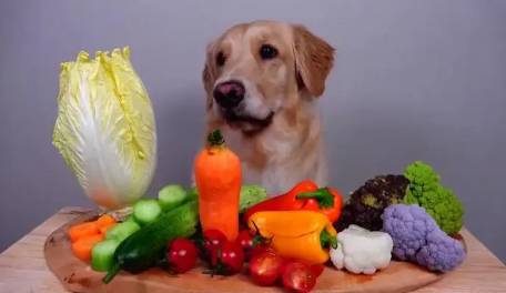 宠物狗狗吃蔬菜的三个疑问