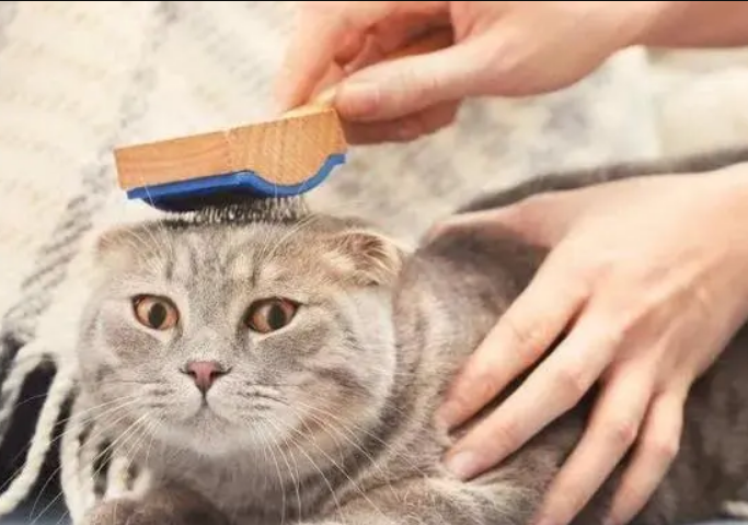 预防猫咪食入体毛的方法
