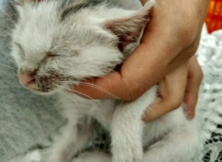 猫咪疾病——遏制猫咪粉刺有效生长的方法