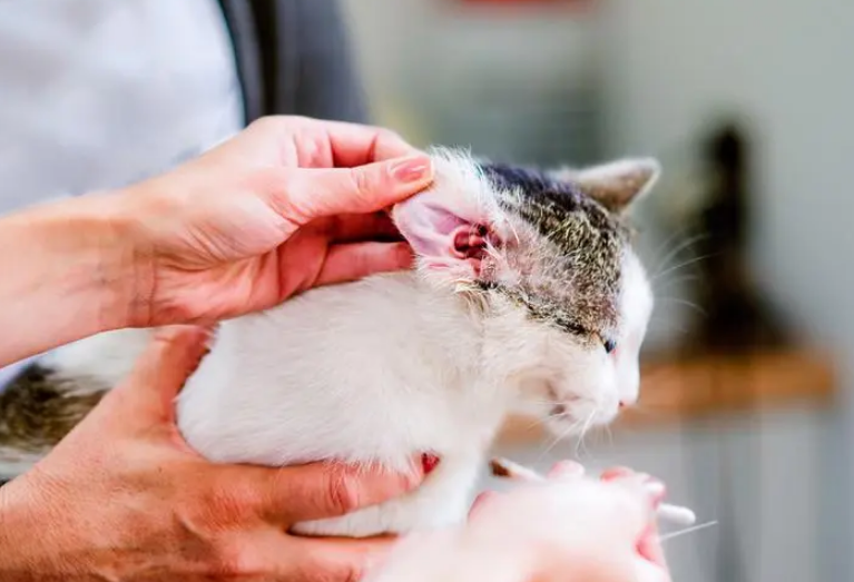 猫咪疾病——治疗猫咪耳朵的2大误区