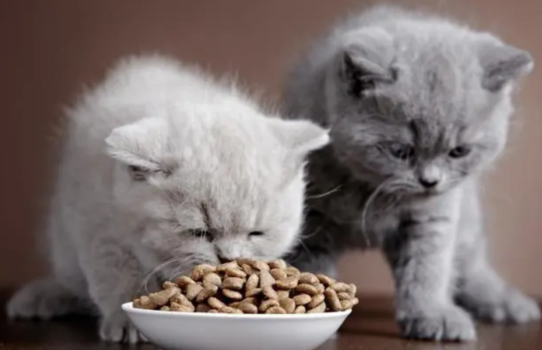 怎么帮猫咪挑选好的猫粮？