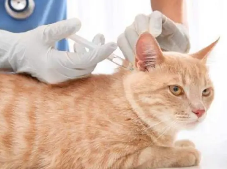 猫的防疫疫苗和注射