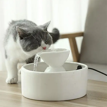 宠物猫咪饮水需要注意哪些问题？