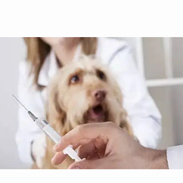 狗狗接种疫苗后可以出门吗?