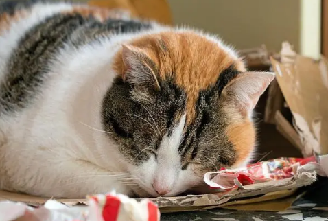 猫咪疾病——猫咪中毒的应对措施